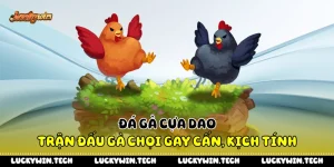 Đá Gà Cựa Dao - Trận Đấu Gà Chọi Gay Cấn, Kịch Tính