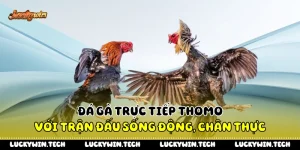 Đá Gà Trực Tiếp Thomo Với Trận Đấu Sống Động, Chân Thực