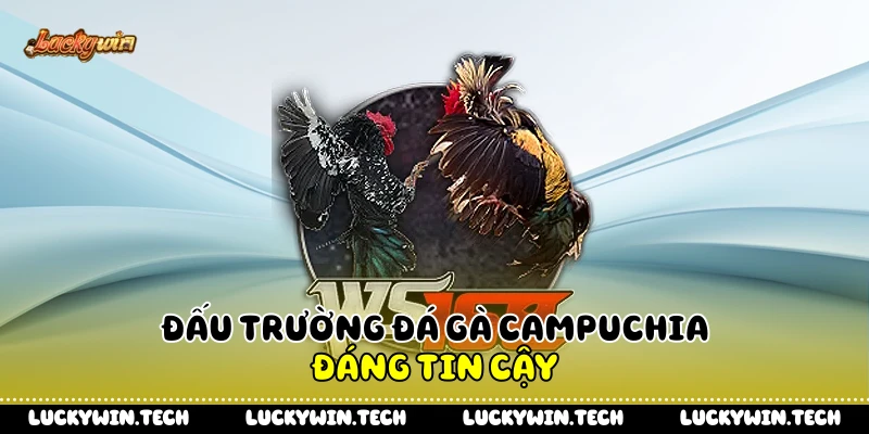 Đấu trường đá gà Campuchia đáng tin cậy