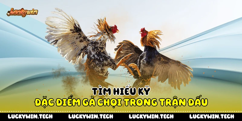 Tìm hiểu kỹ đặc điểm gà chọi trong trận đấu